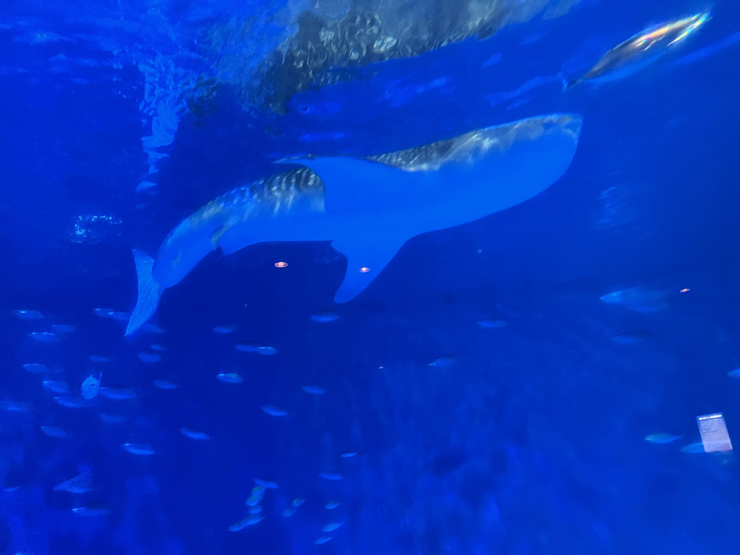 家族サービスな日