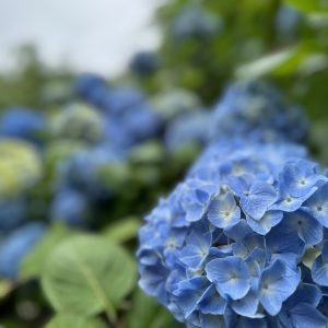 もう少しで梅雨