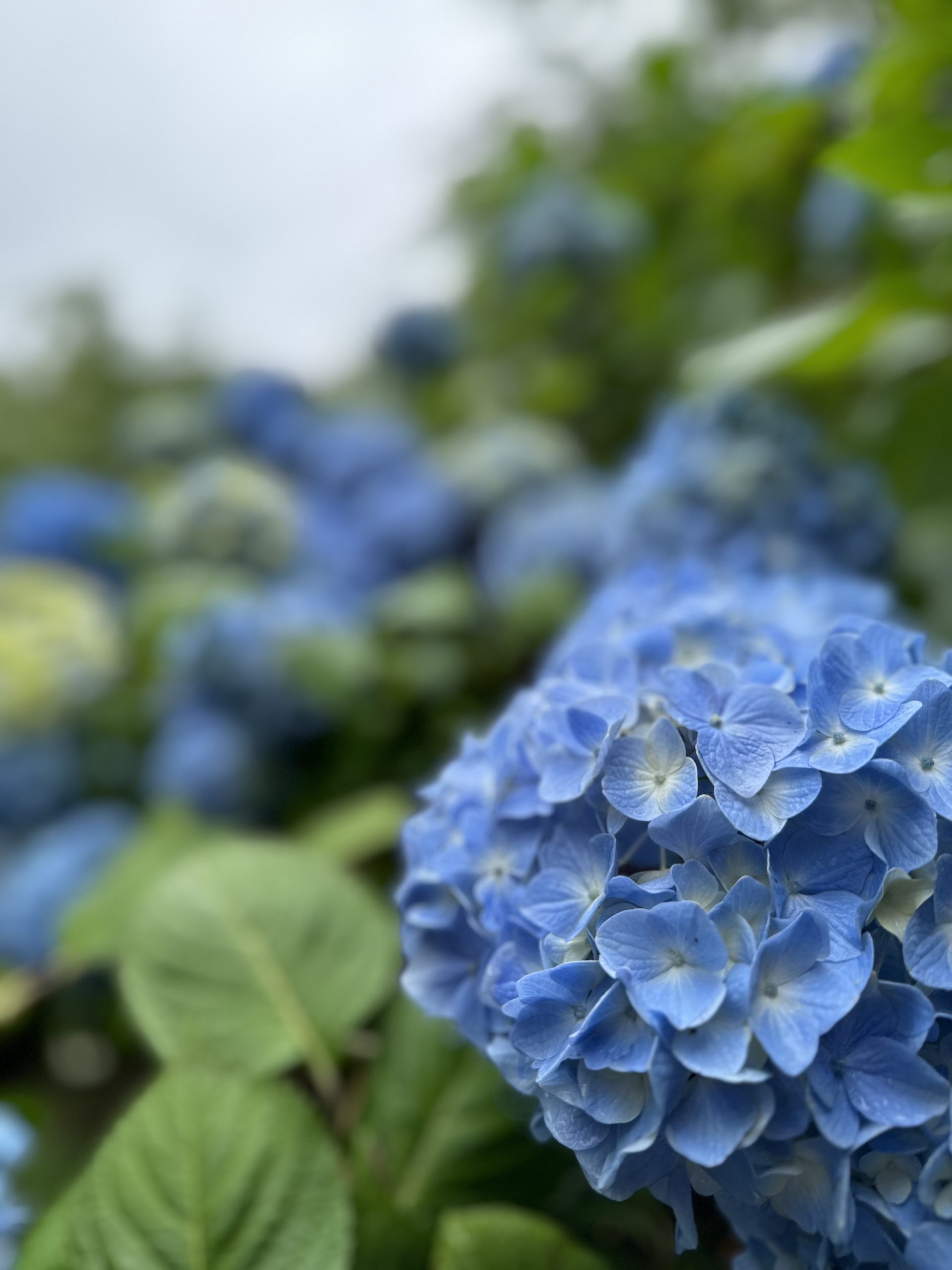 もう少しで梅雨