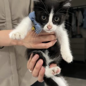 運命の出会い🐈