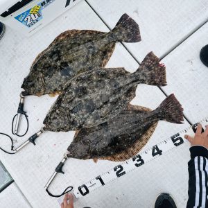 奇跡のヒラメ3連発！