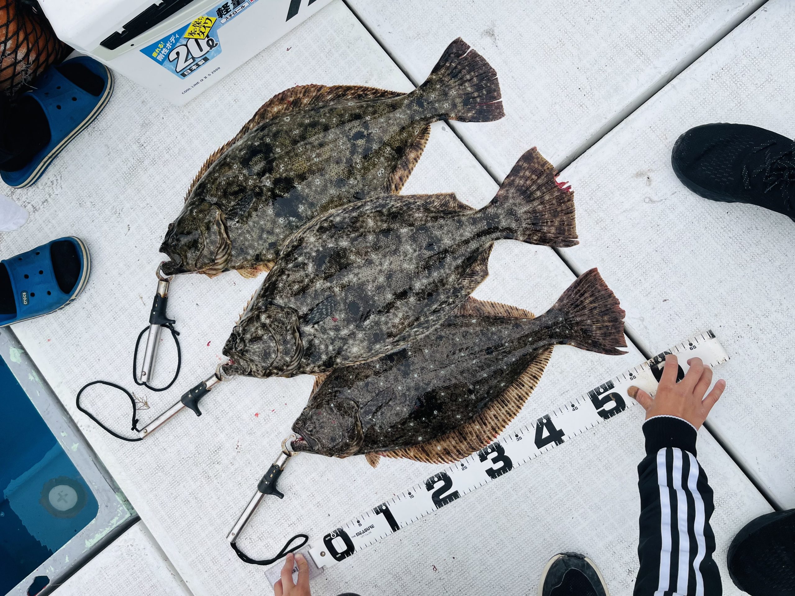 奇跡のヒラメ3連発！