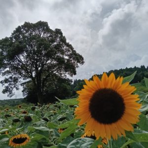 づまのなつやすみ🌻