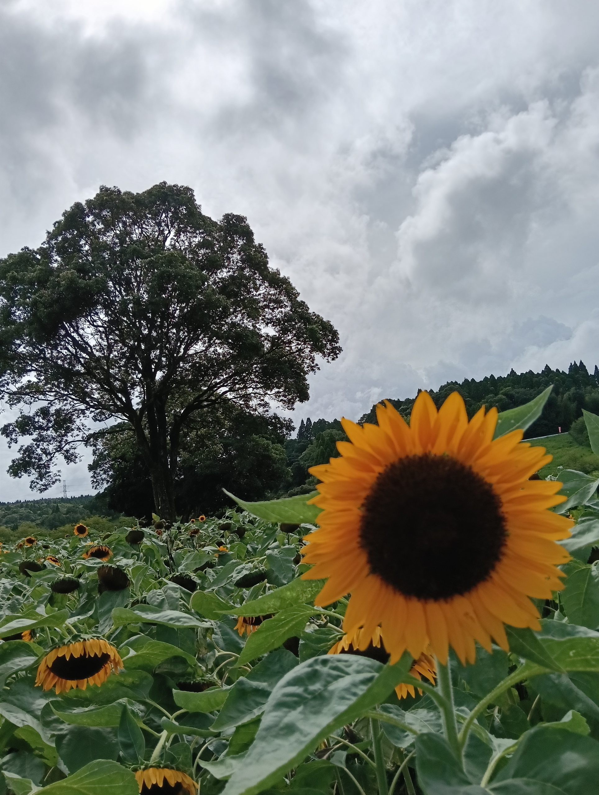 づまのなつやすみ🌻
