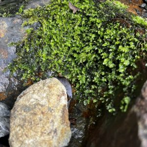 千と千尋の神隠しの「アレ」