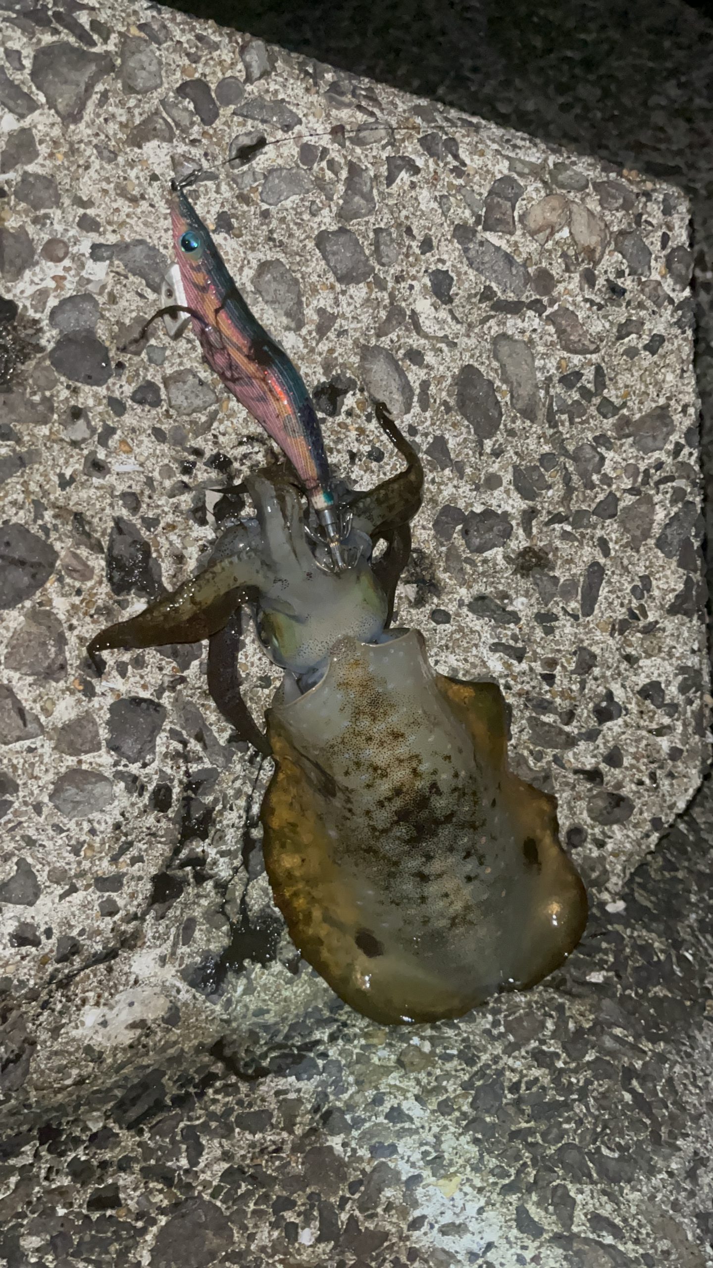 慣れ、油断、故の悲劇