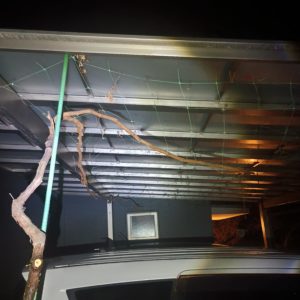 サンシャインマスカット