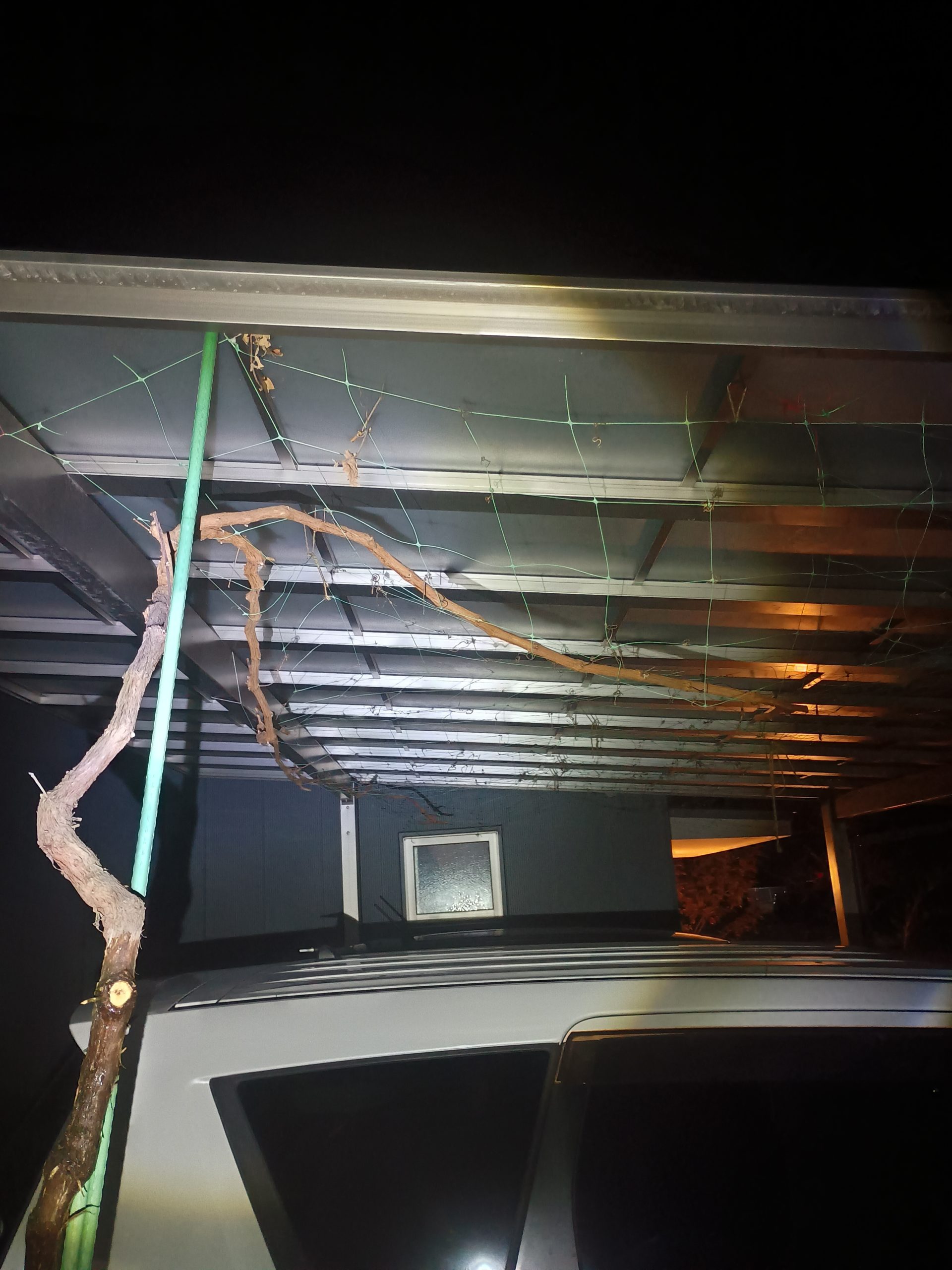 サンシャインマスカット