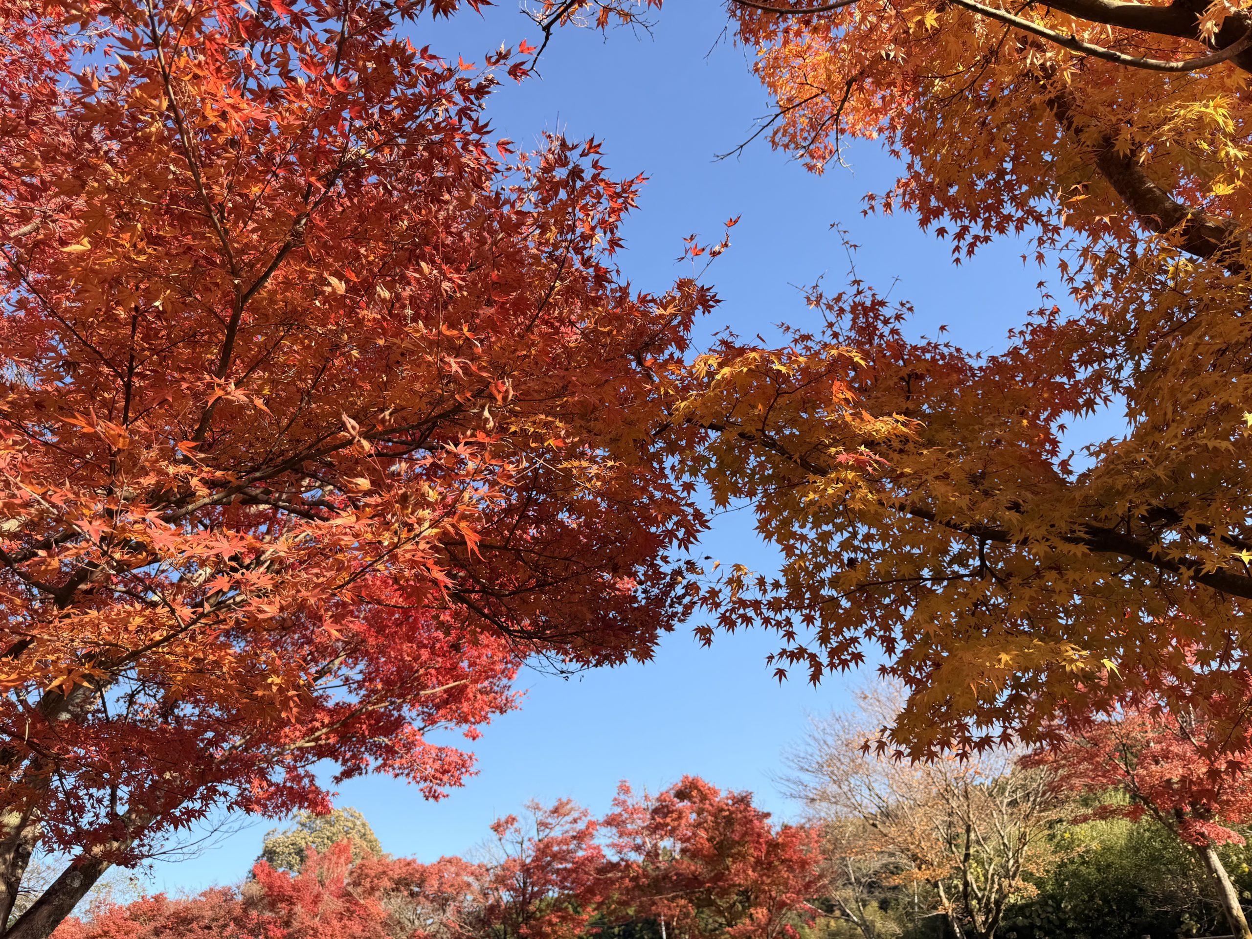 紅葉とシュークリーム