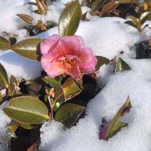 ここ数日の雪模様