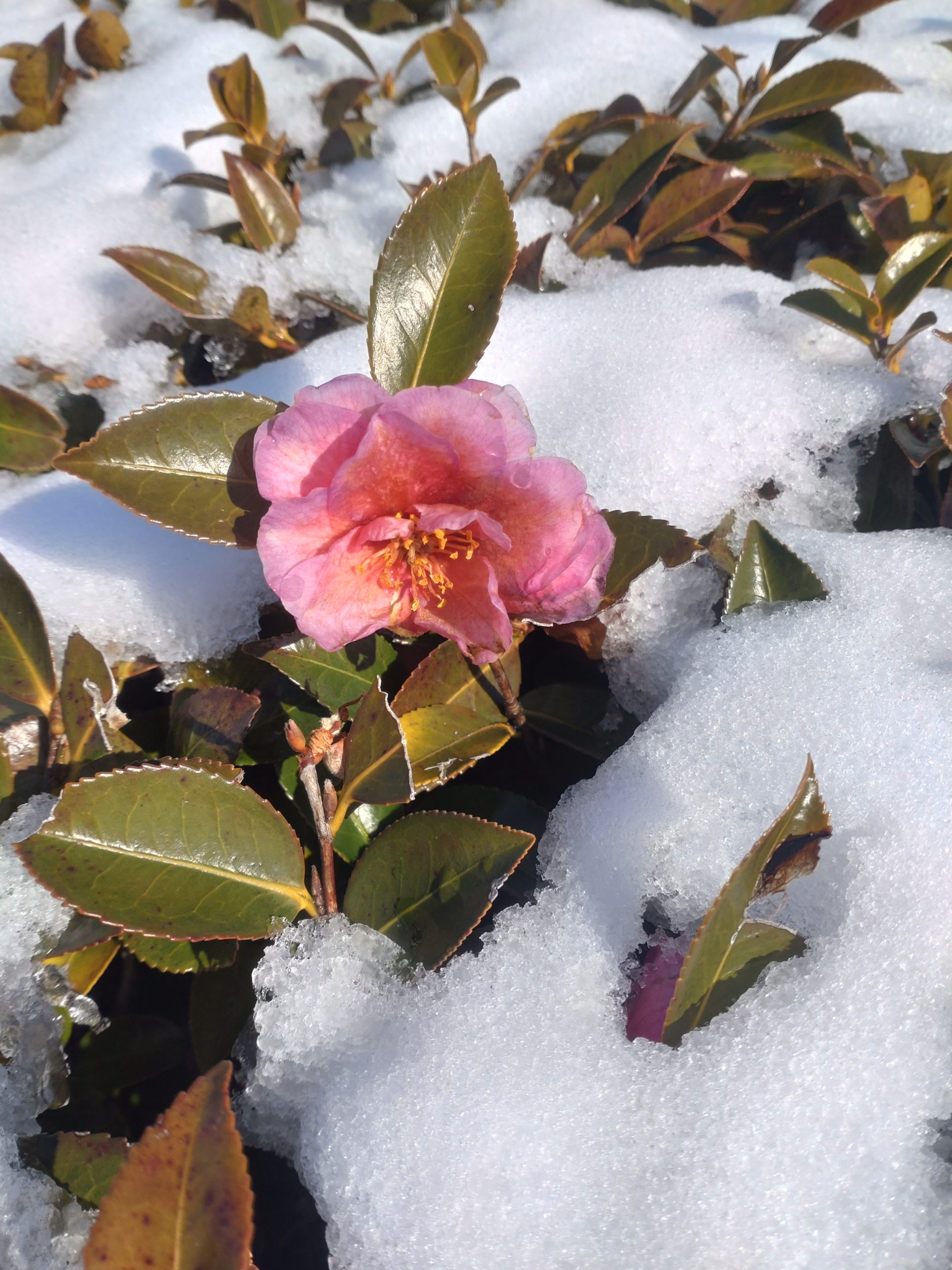 ここ数日の雪模様