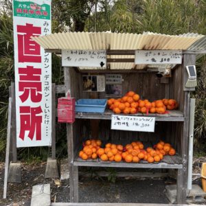 ビタミンC最強説