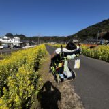 菜の花きれいなの❀