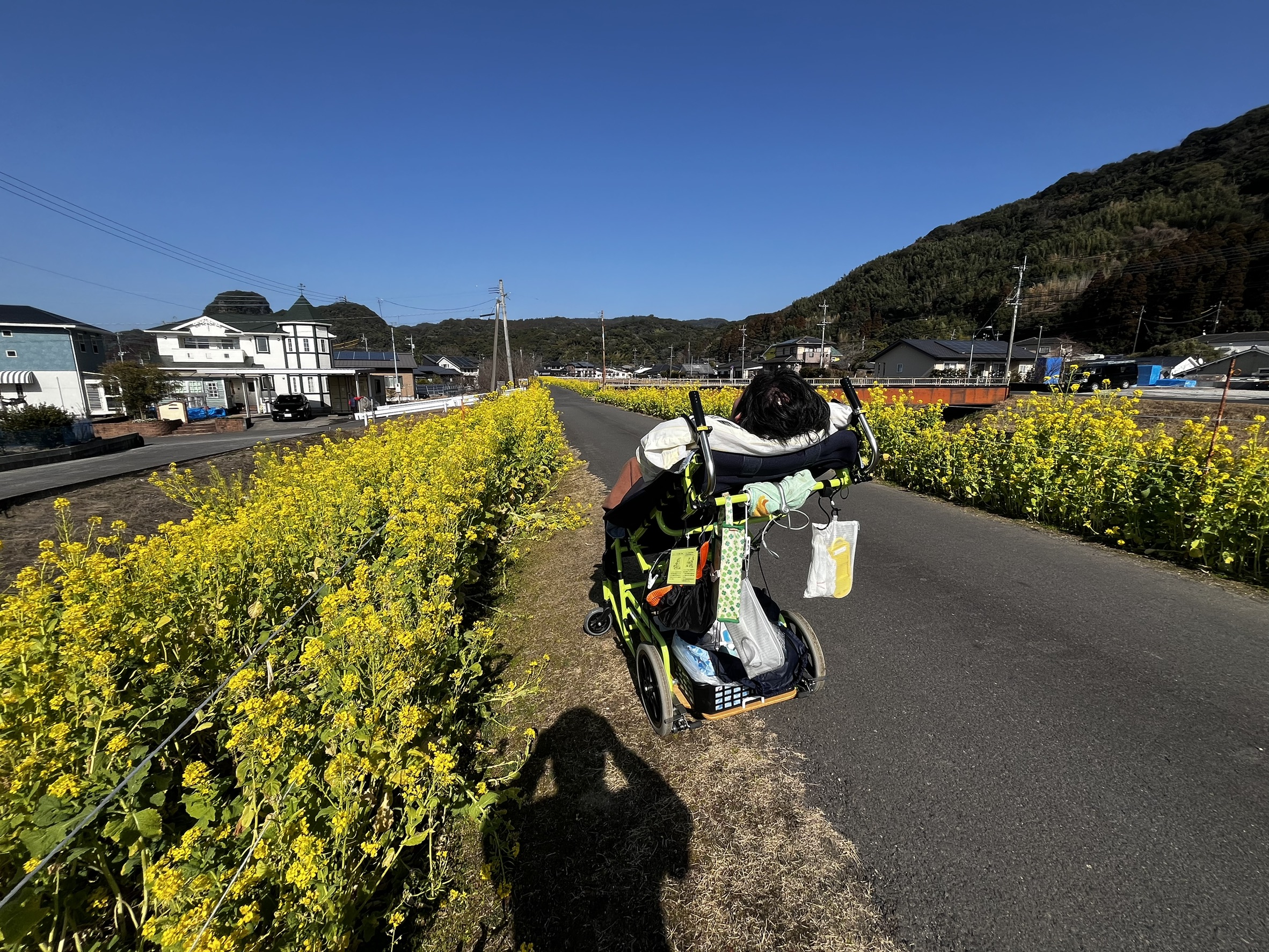 菜の花きれいなの❀