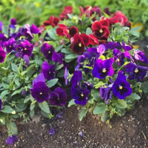 ヘルパーさんに助けられ広がる暮らし♪