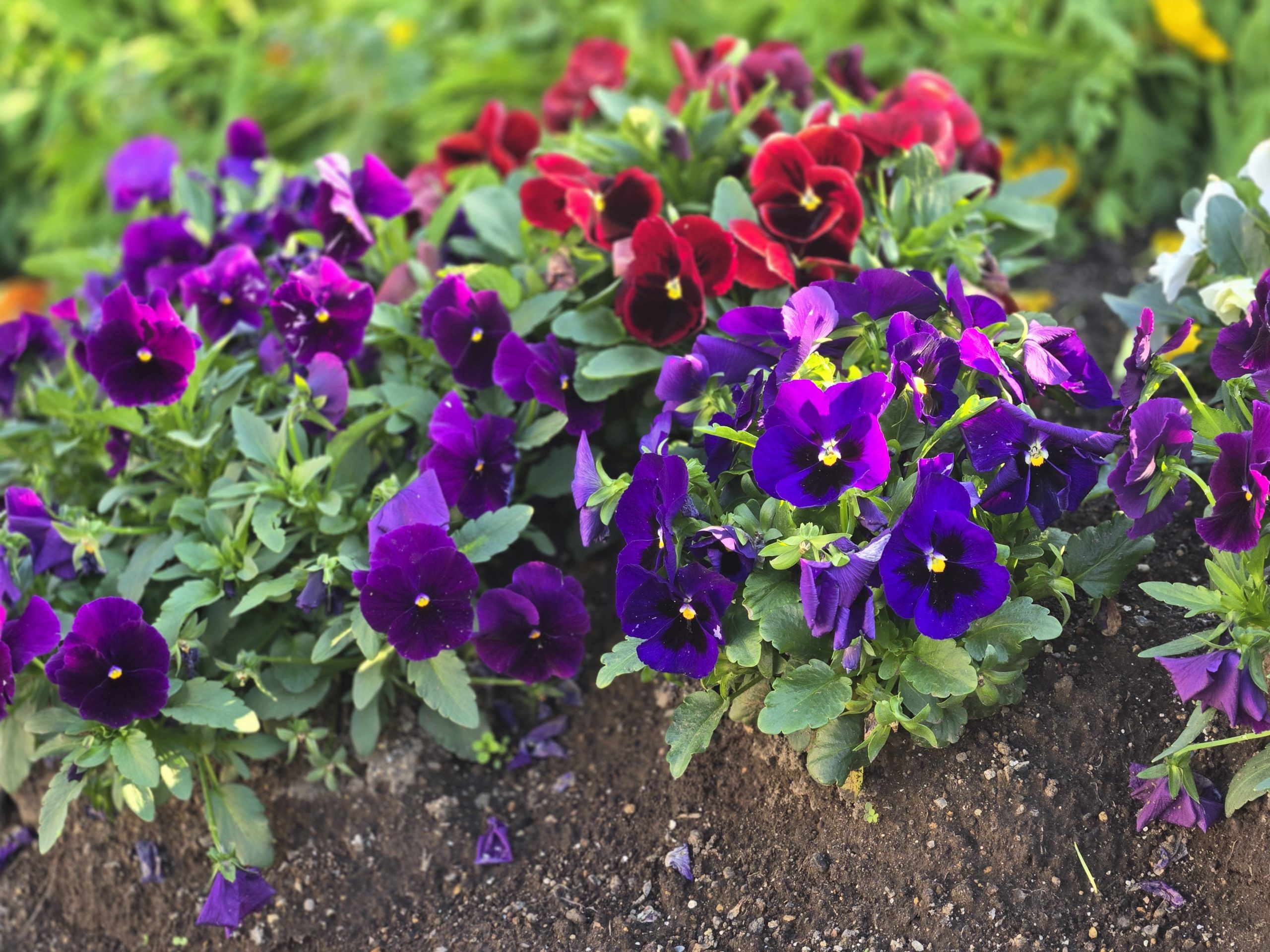 ヘルパーさんに助けられ広がる暮らし♪