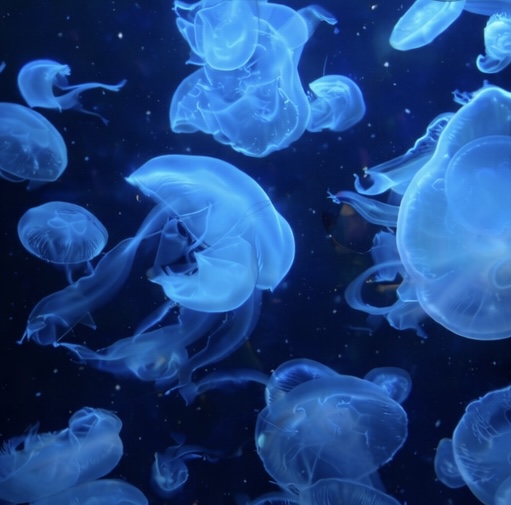 🌊クラゲに癒される父と、感動する息子🌊