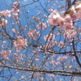 フレスポの河津桜