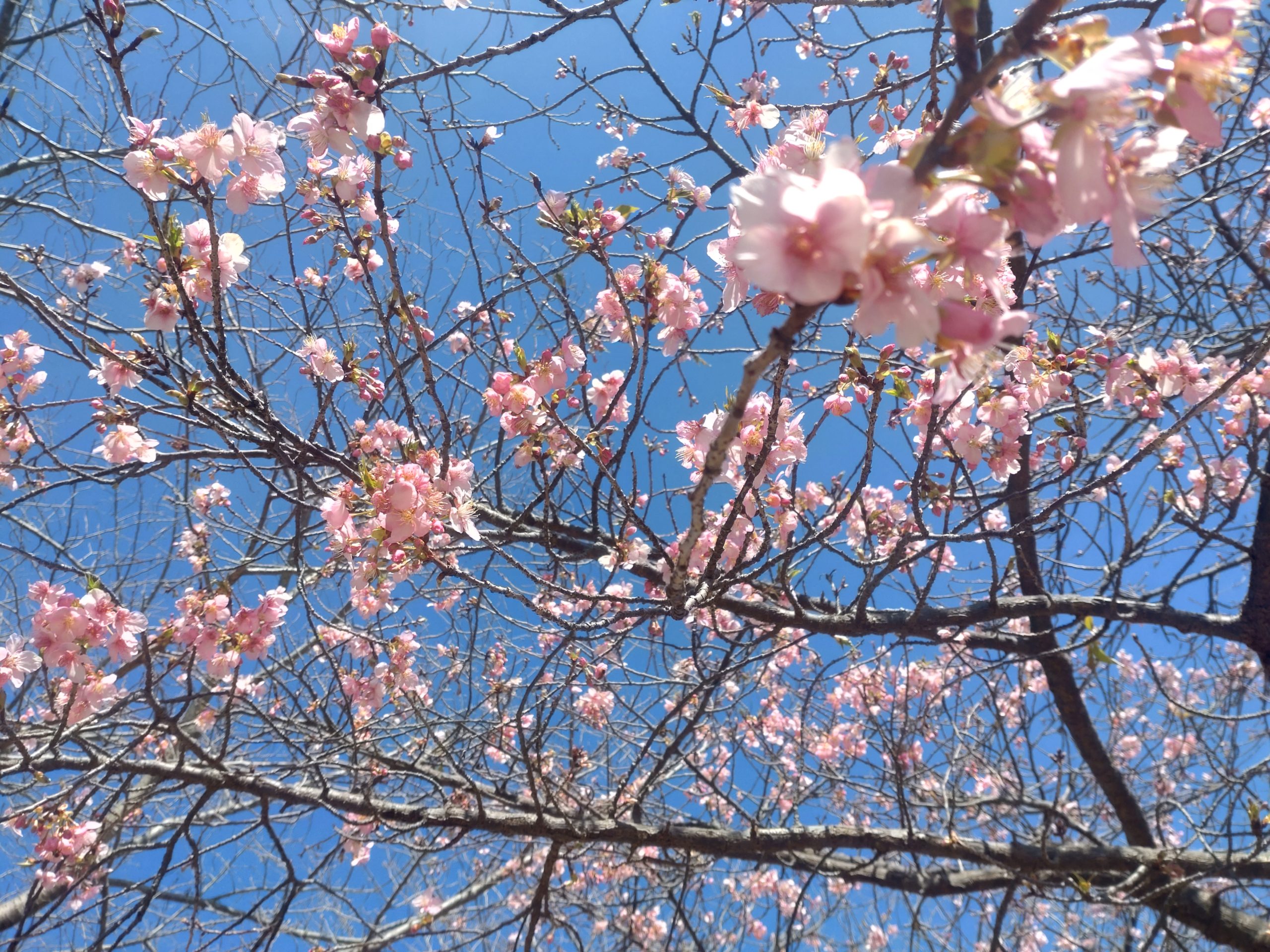 フレスポの河津桜