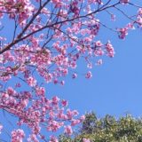 キュウリ始めました