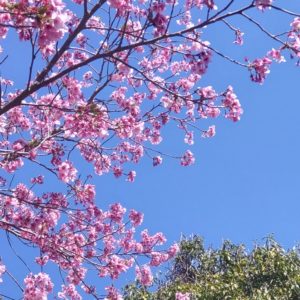 キュウリ始めました