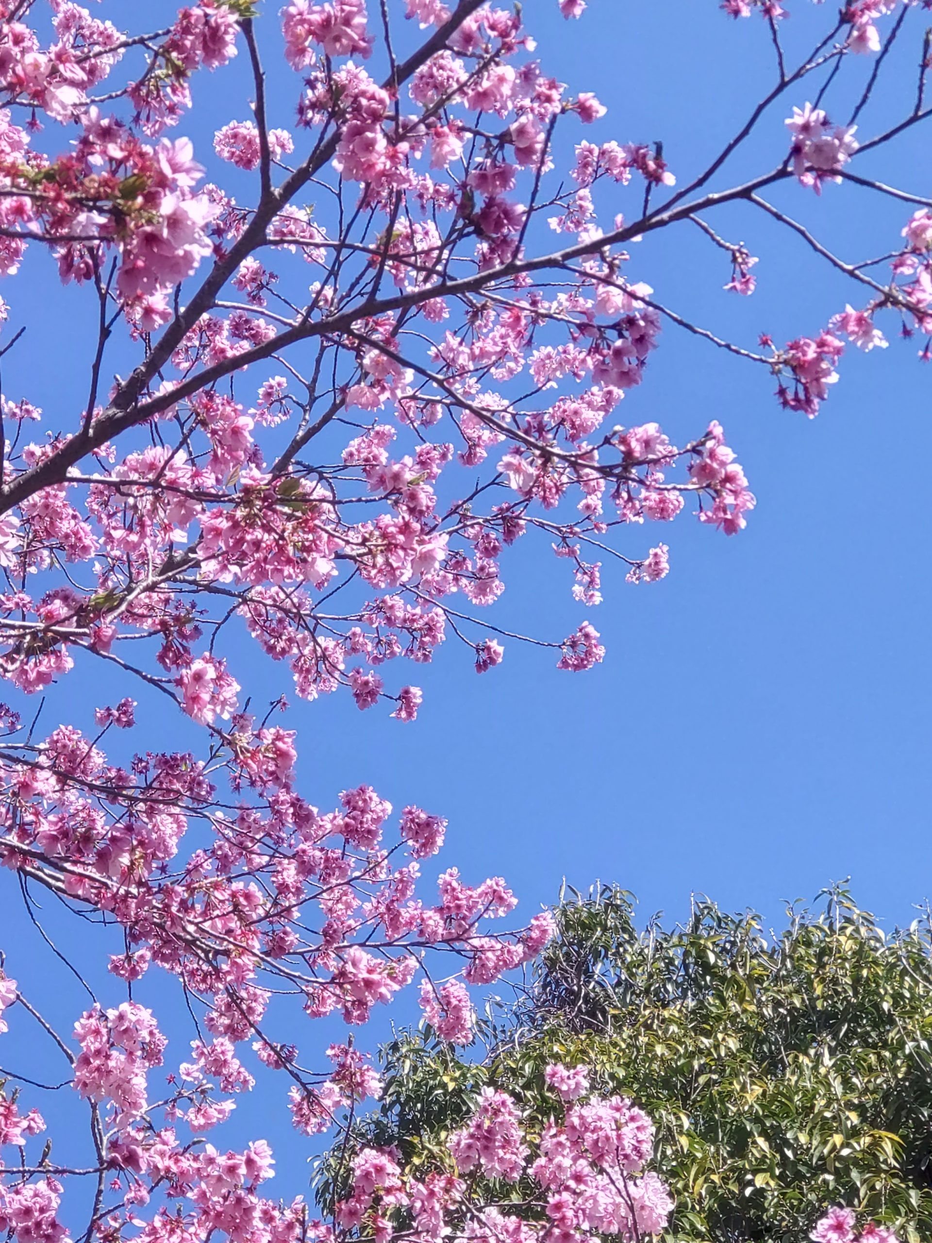 キュウリ始めました