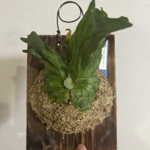 ビカクで繋がる瞬間✨