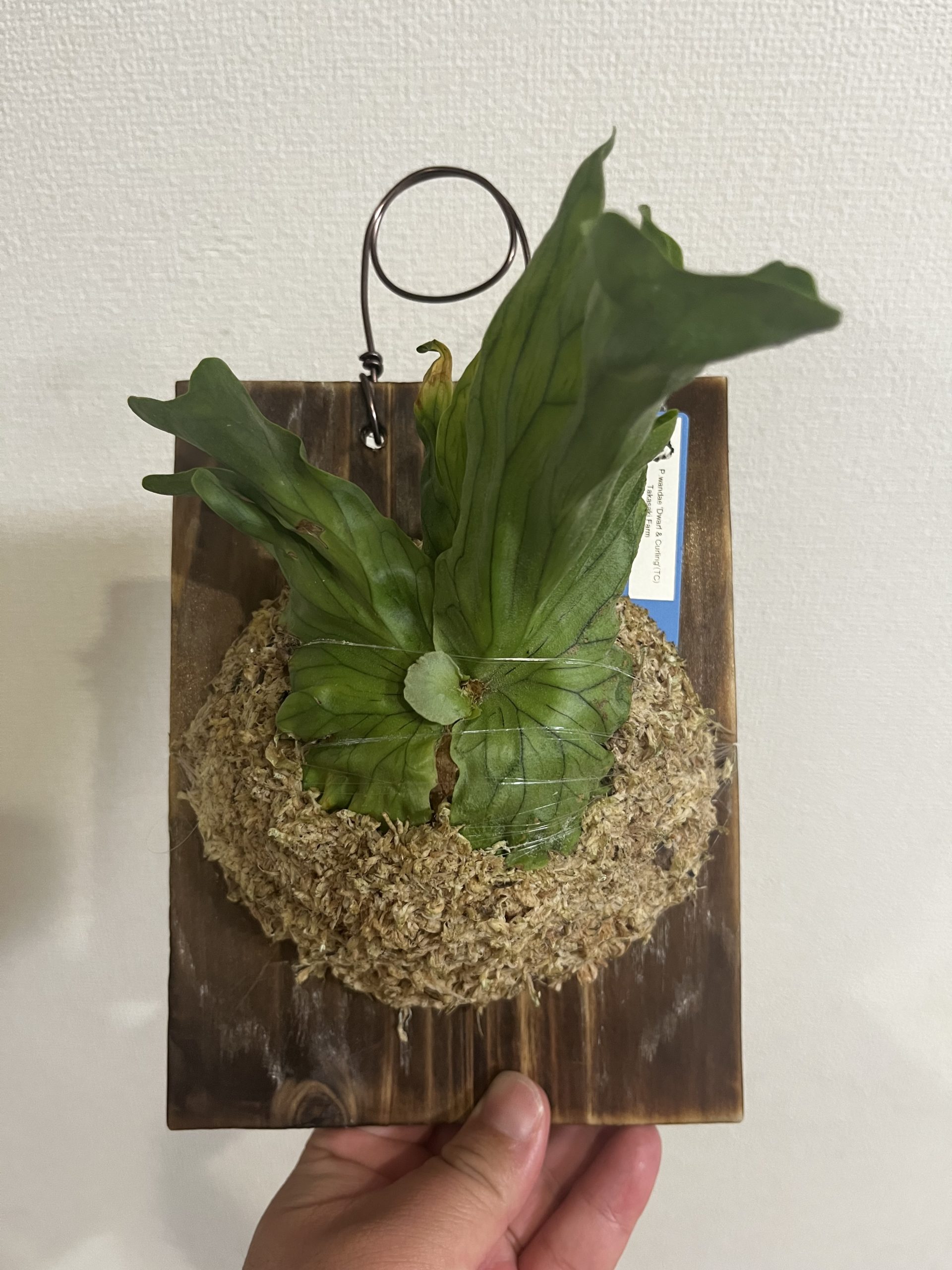 ビカクで繋がる瞬間✨