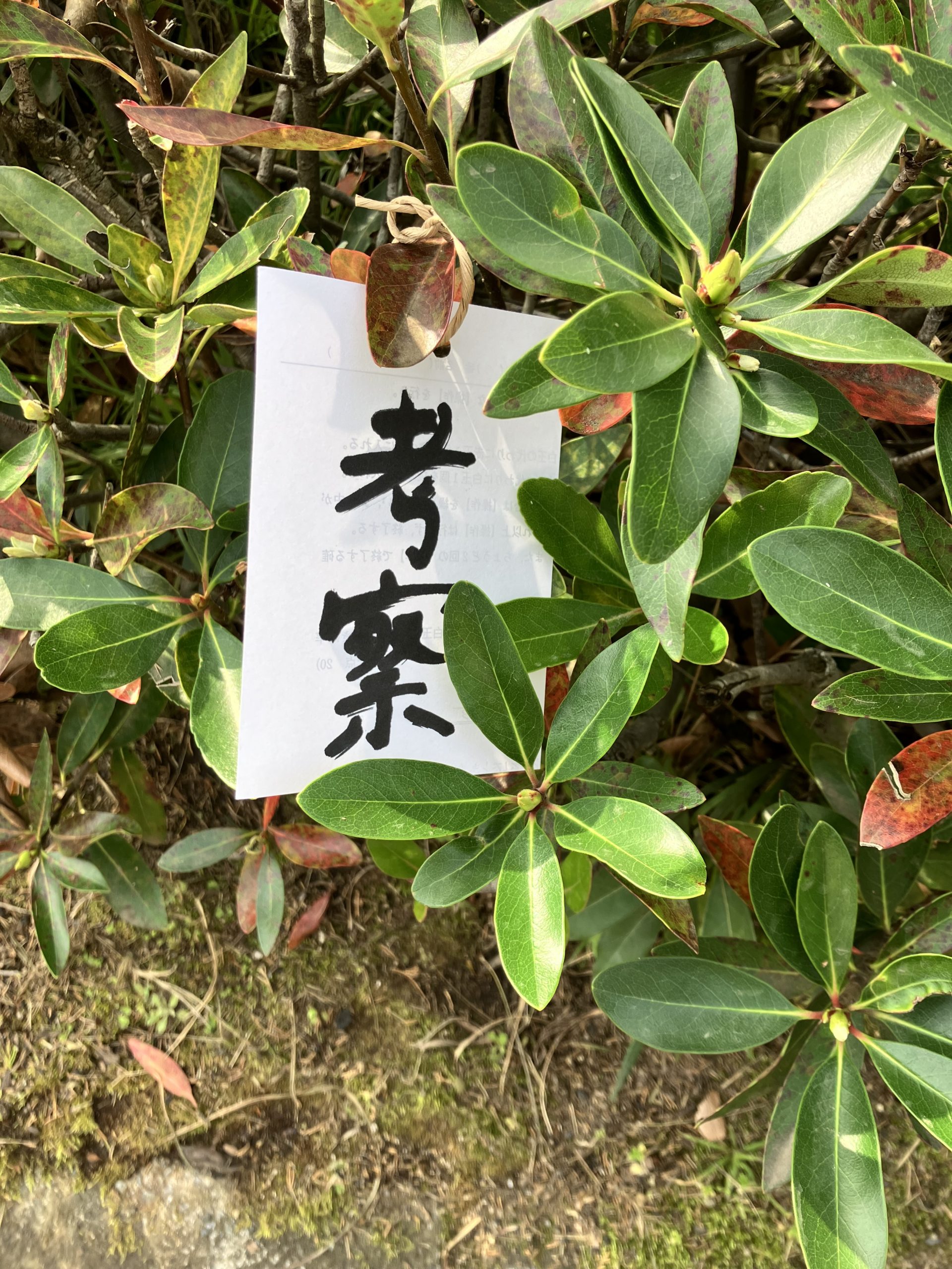 徹底考察！彼はなぜアンパンマンの絆創膏を貼るのか？