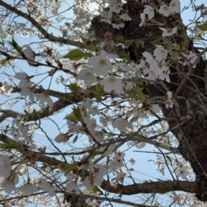 お花見イベント🌸