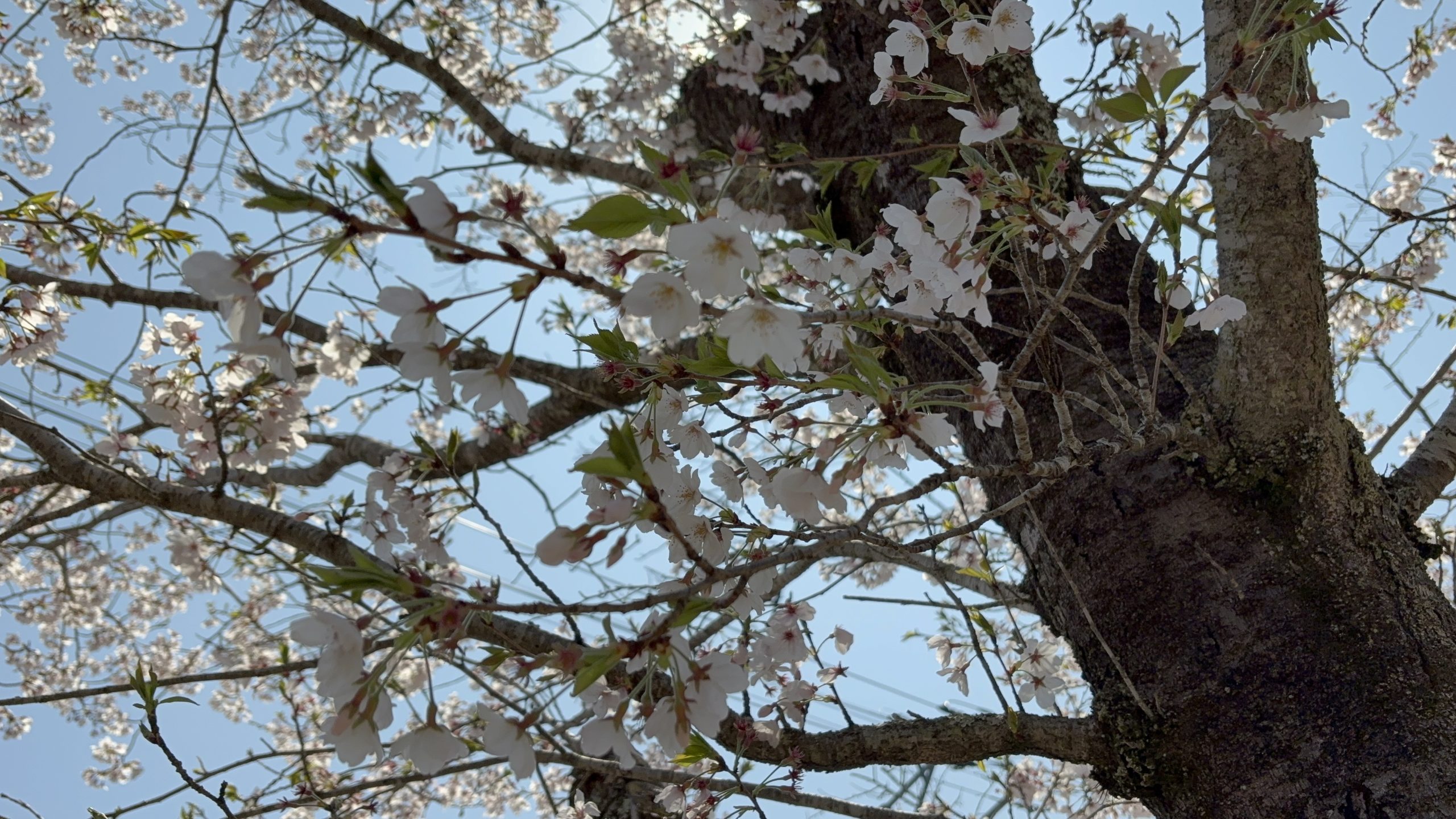 お花見イベント🌸
